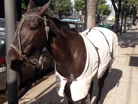 Encontró en Rosario la yegua que le robaron en Funes el lunes